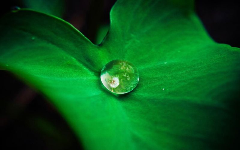 Un piccolo ruscello chiamato Devoto Oli attraversa quei luoghi, rifornendoli di tutte!